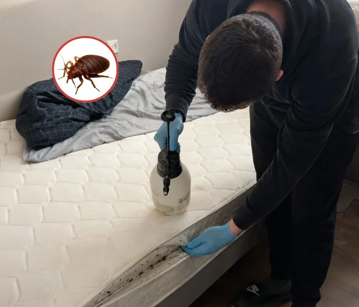 Technicien traitant un matelas contre les punaises de lit à Sainte-Geneviève-des-Bois